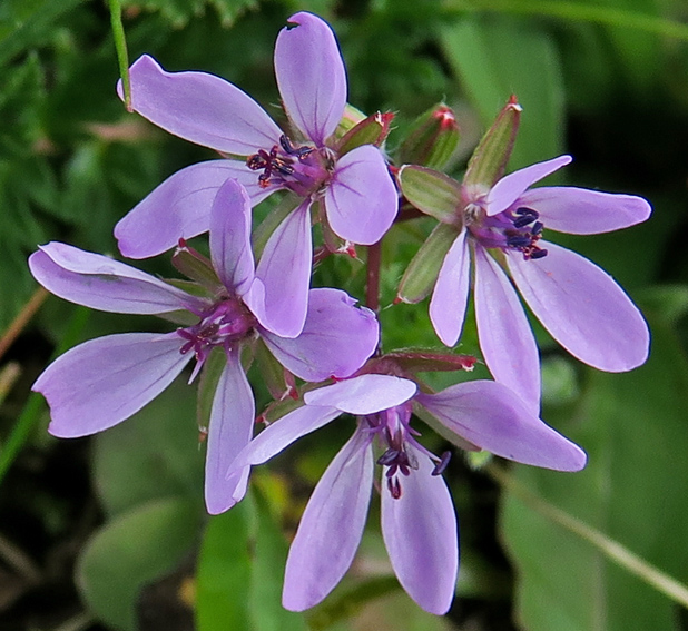 Erodium0