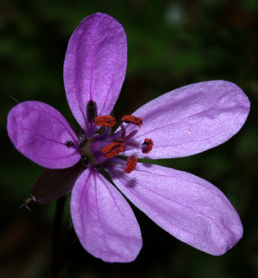 Erodium3a