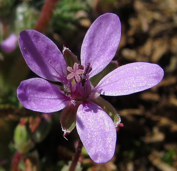 Erodium2b