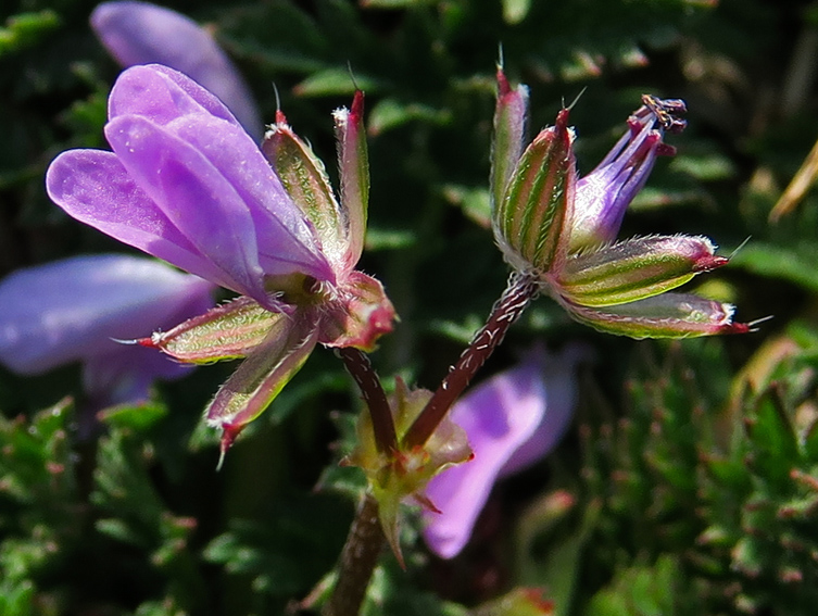 Erodium3d