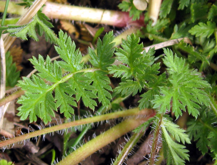 Erodium1