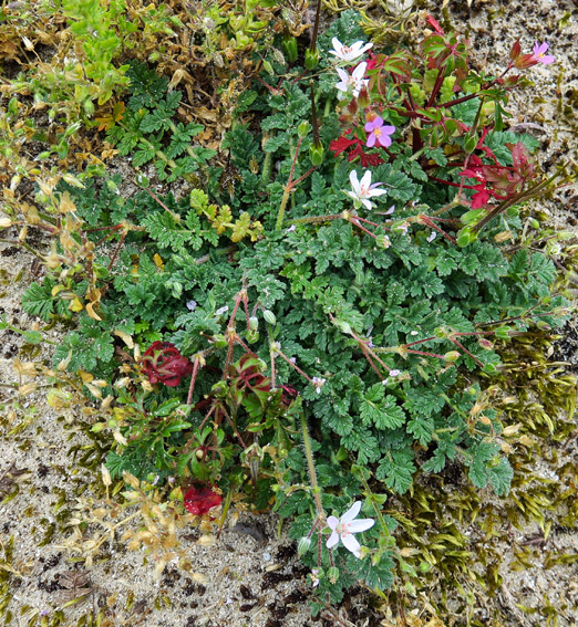 Erodium18