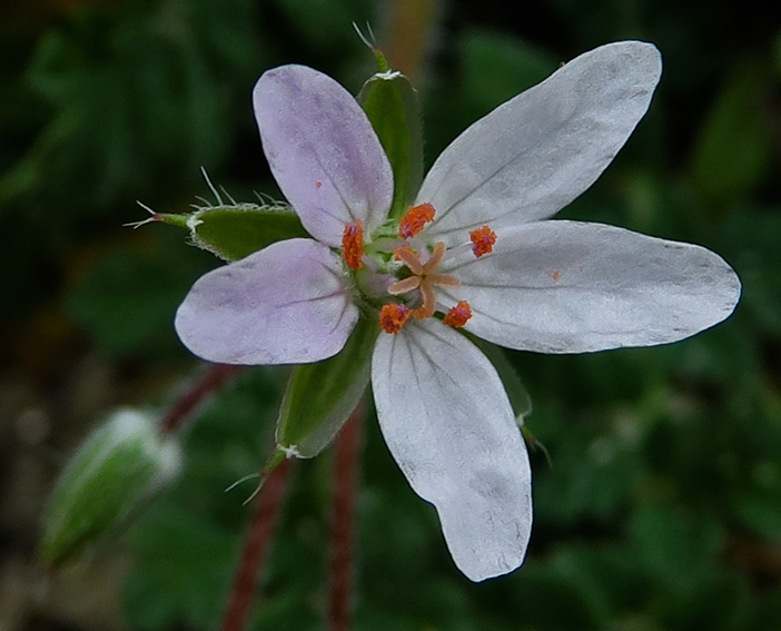 Erodium20