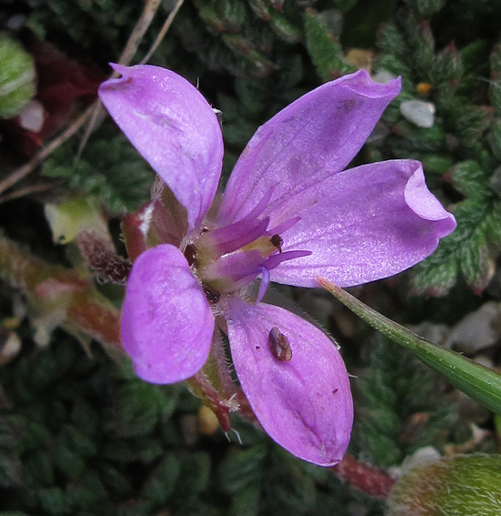 Erodium17