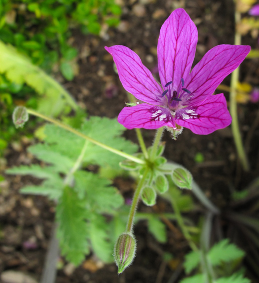 Erodium4