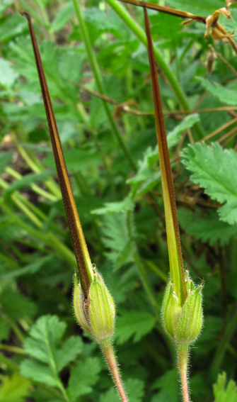 Erodium6