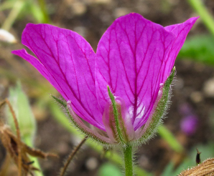 Erodium5a