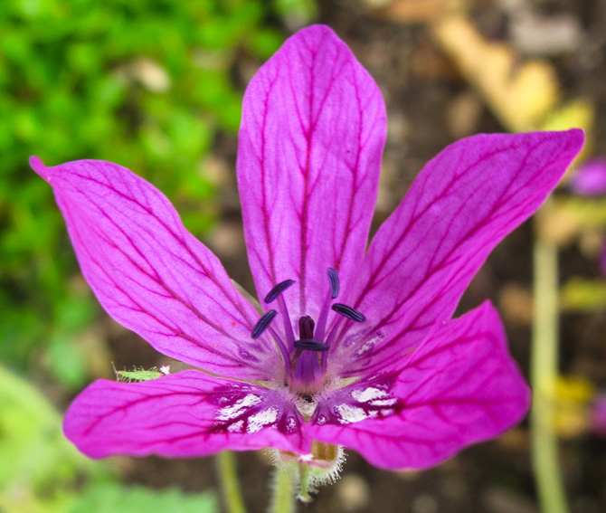 Erodium5b