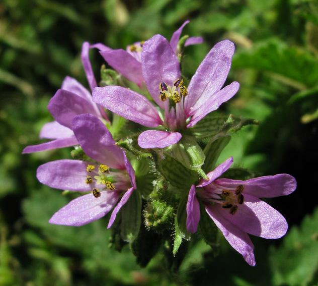 Erodium12