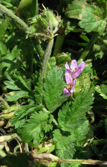 Erodium10