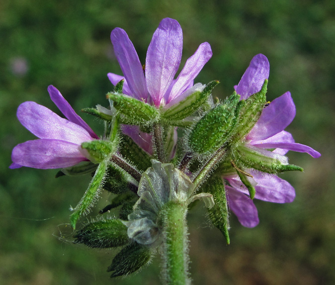 Erodium11