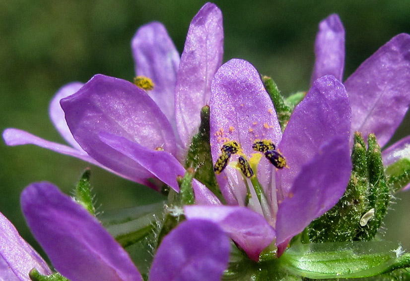 Erodium13