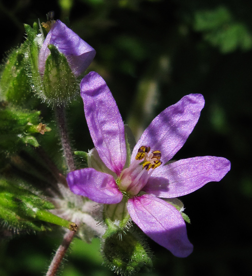 Erodium13a