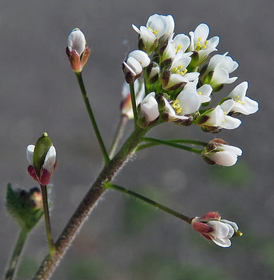 Draba4