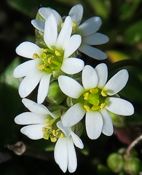 Erophila8b