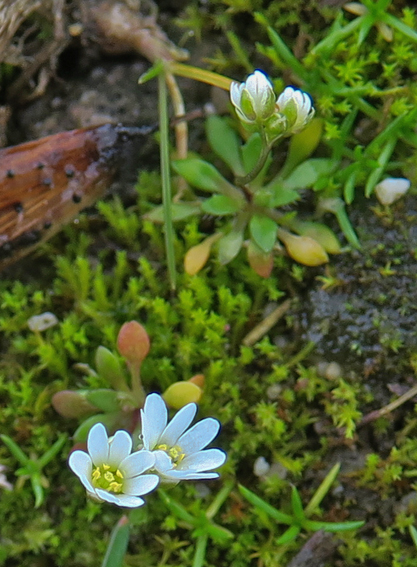 Erophila0