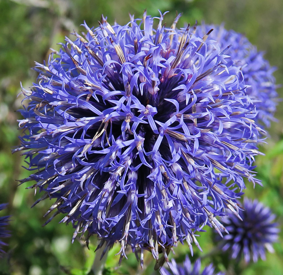 Eryngium10a