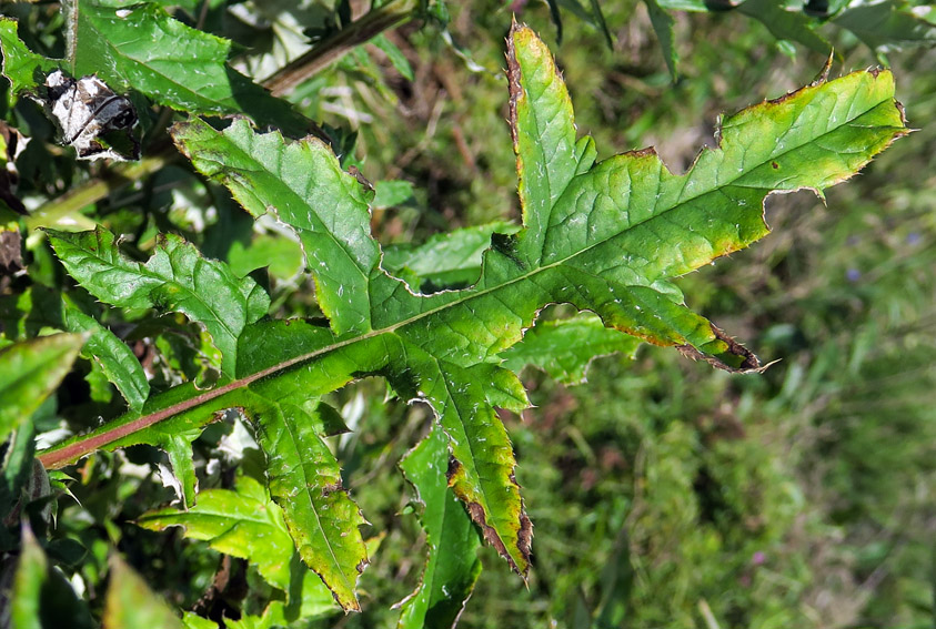 Eryngium10d