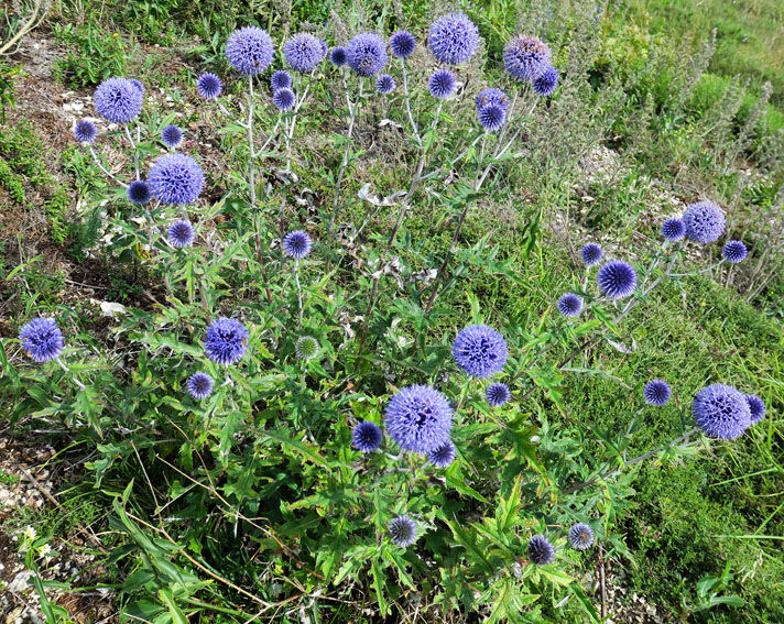 Eryngium10c