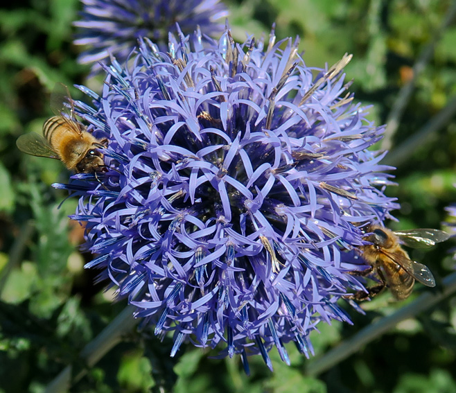 Eryngium10b