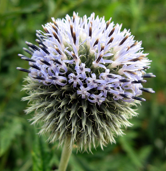 Eryngium12a