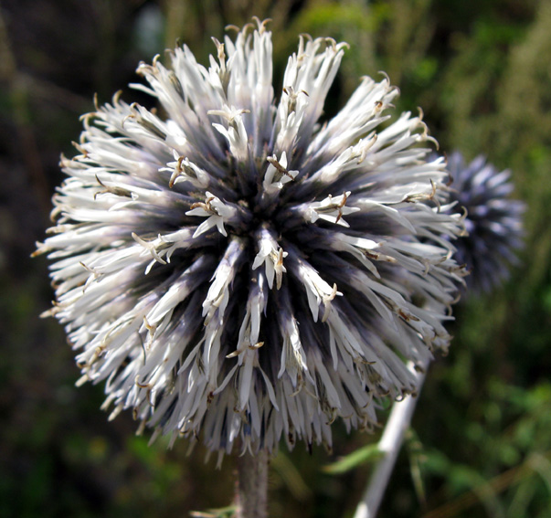 Eryngium13