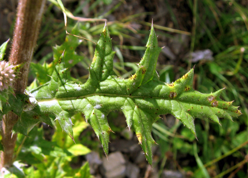 Eryngium12