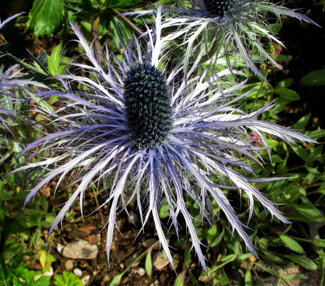 Eryngium14