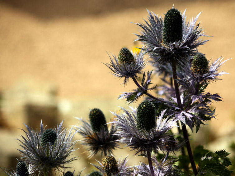 Eryngium13a