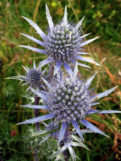 Eryngium10