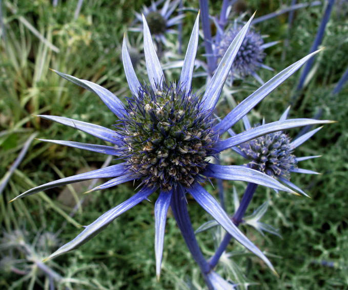 Eryngium10a0