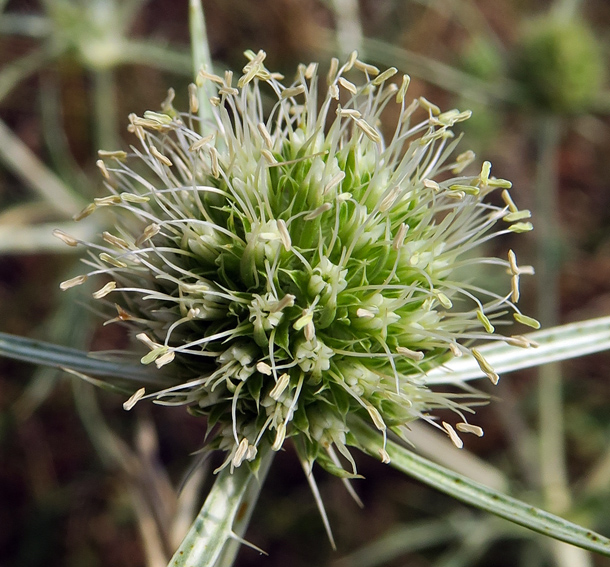 Eryngium3a