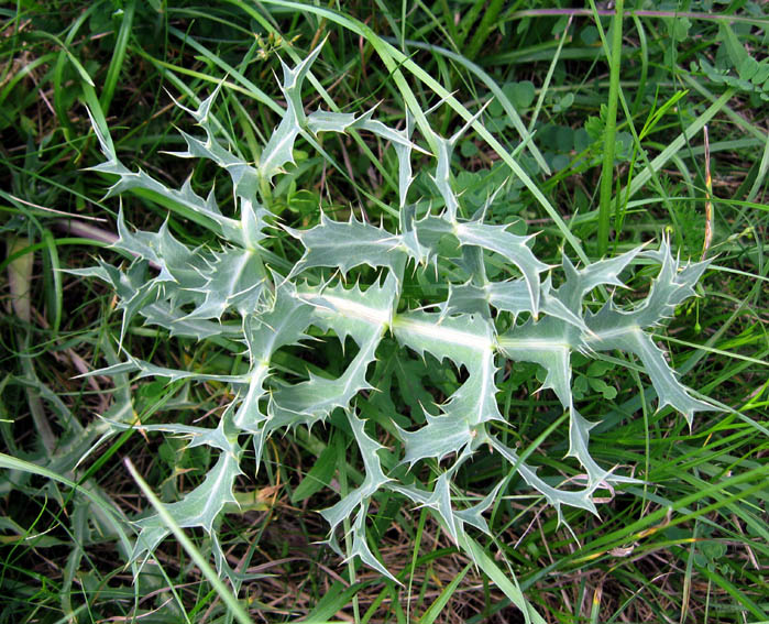 Eryngium2