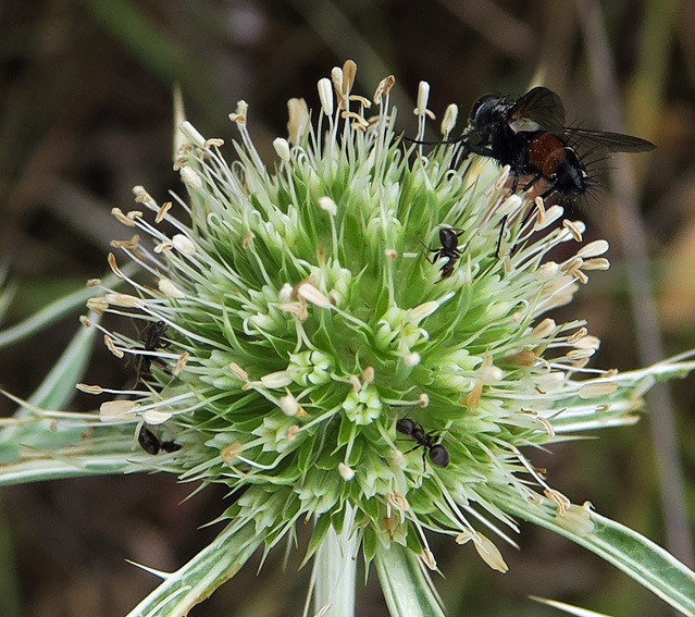 Eryngium3