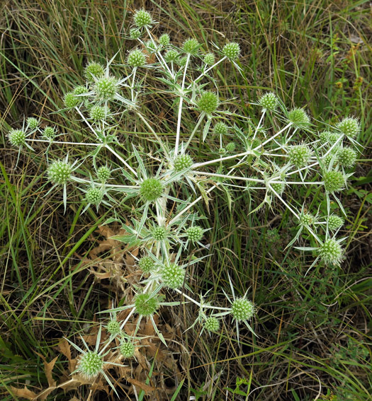 Eryngium0