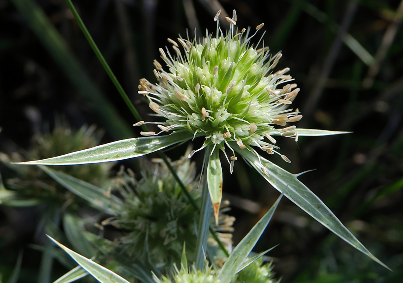 Eryngium2a