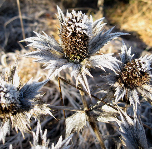 Eryngium7