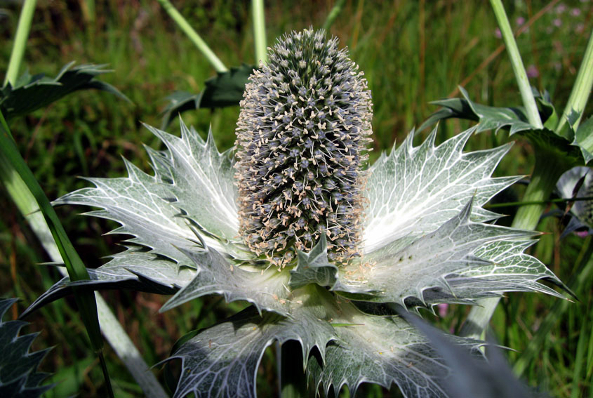 Eryngium6