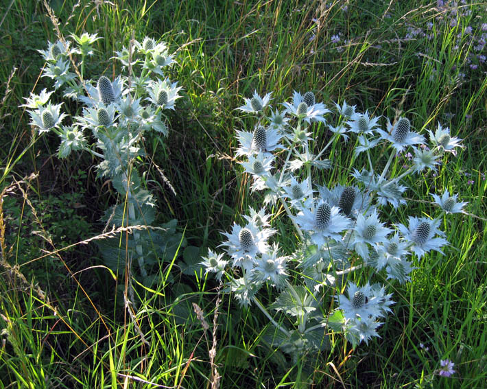 Eryngium4