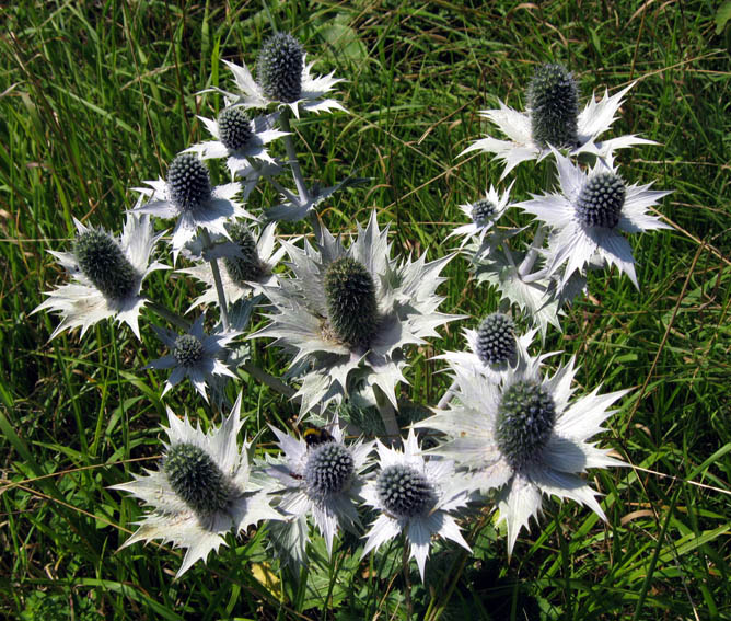 Eryngium5