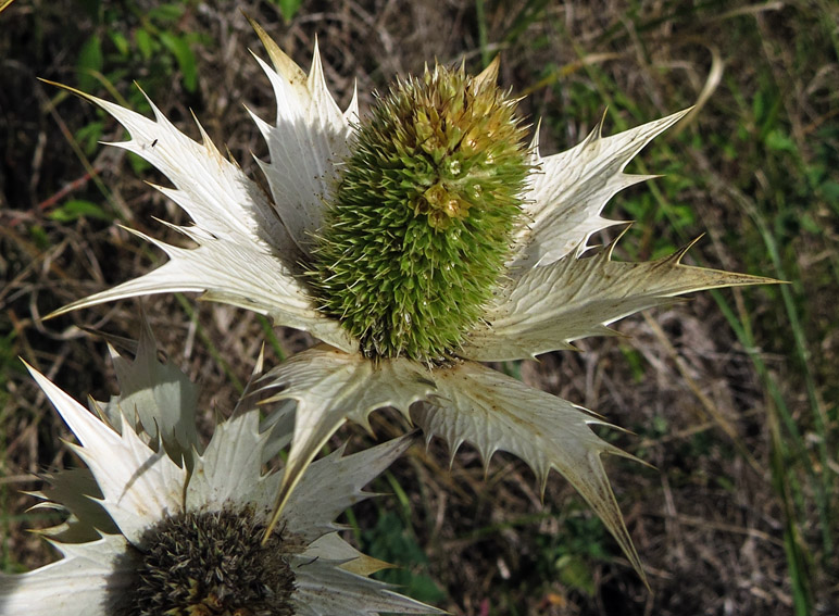 Eryngium7b