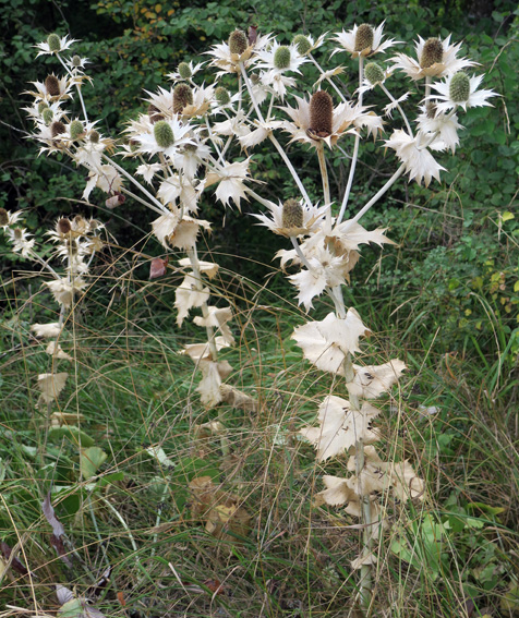 Eryngium7a