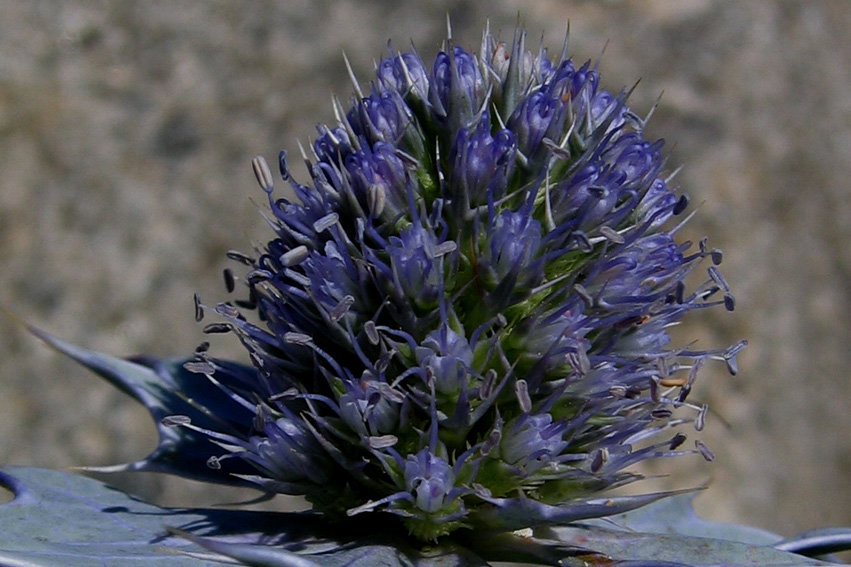 Eryngium9