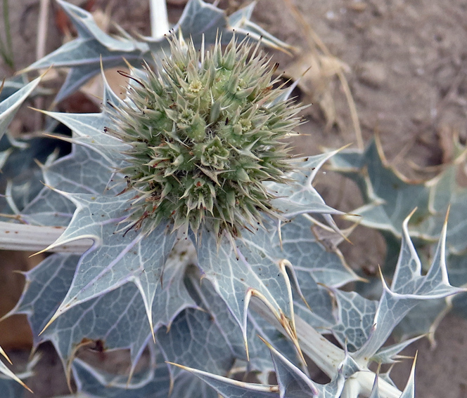 Eryngium9a