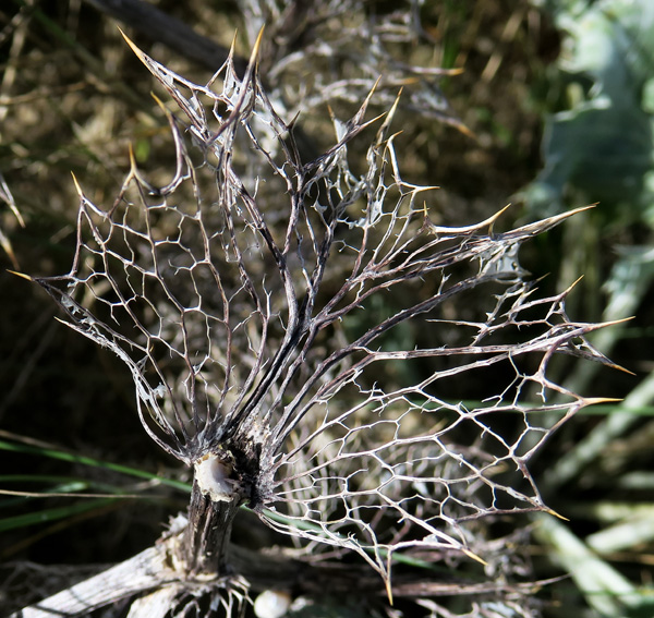Eryngium9b