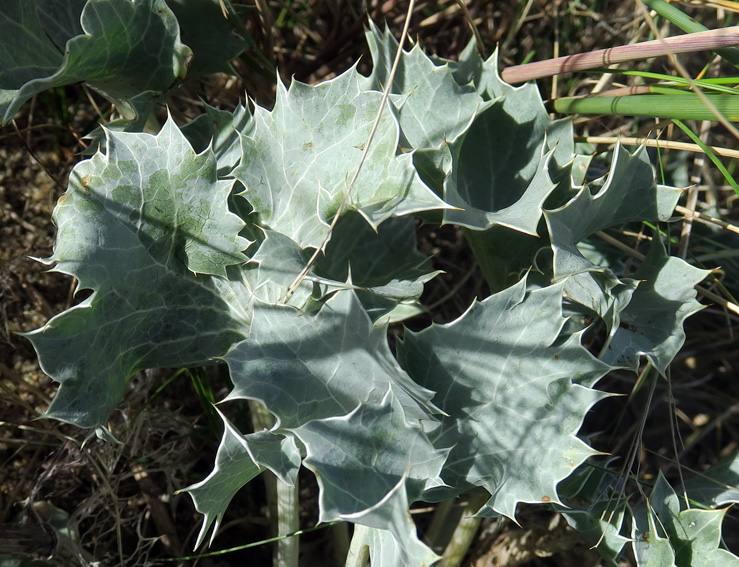 Eryngium9c