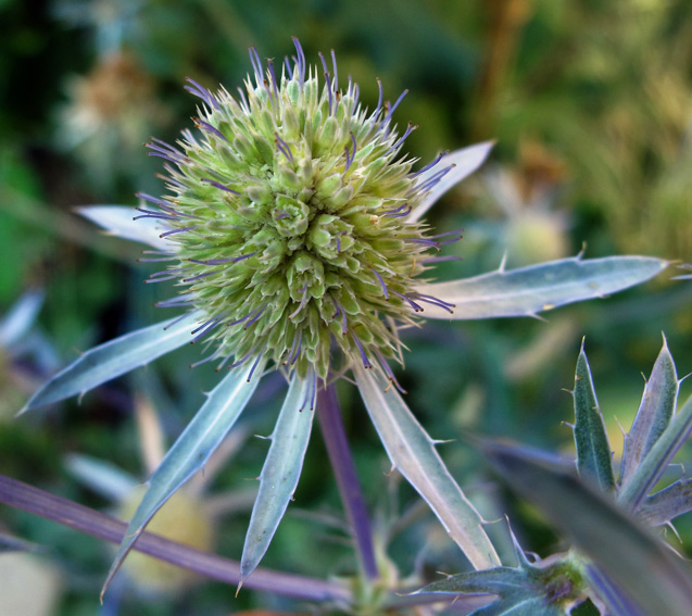 Eryngium16