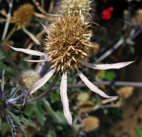 Eryngium18