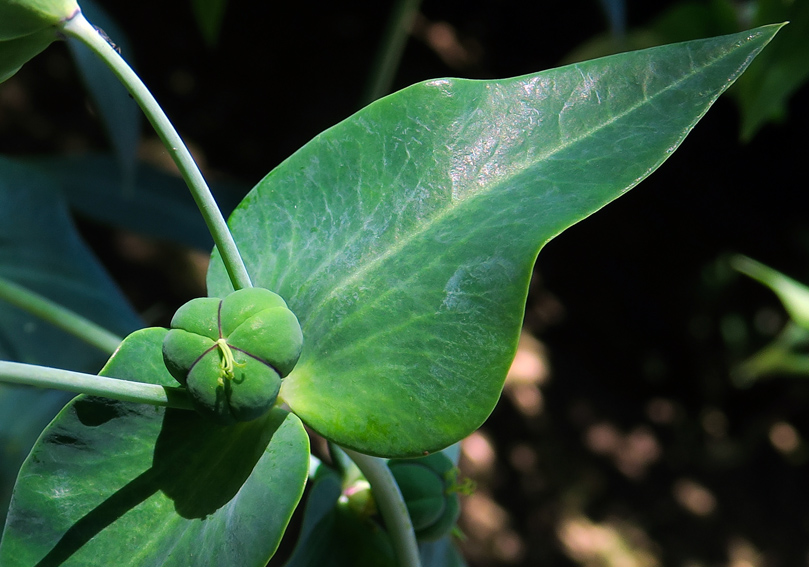 Euphorbia12f