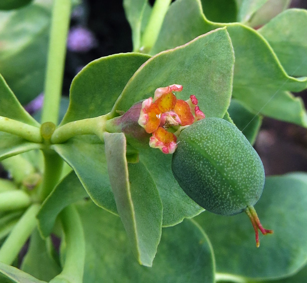 Euphorbia28